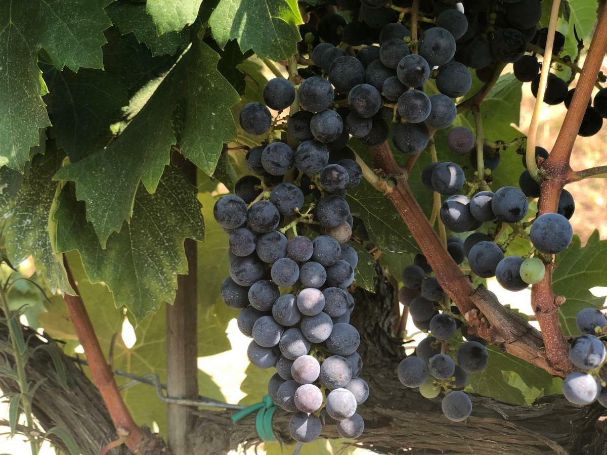 Agriturismo Pieve De Pitti Terricciola Eksteriør billede