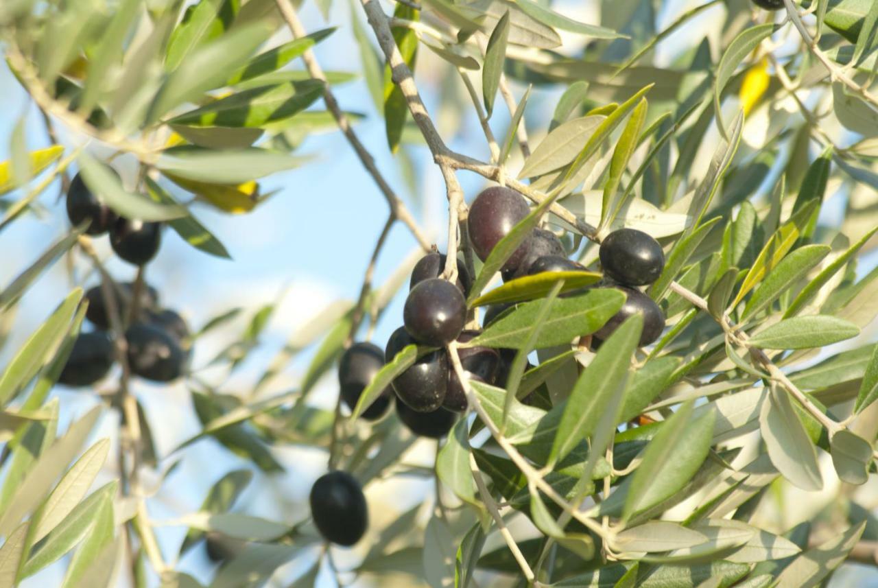 Agriturismo Pieve De Pitti Terricciola Eksteriør billede